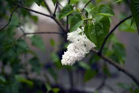 Discover the best small flowering shrubs for your home with our guide. 10 Great Shrubs That Bloom With White Flowers