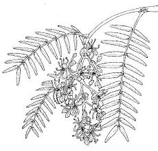 Image result for Brachystegia longifolia