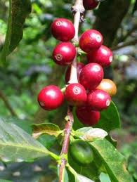 Image result for Coffea ligustroides