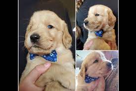 With our system, our puppies learn to use the potty outside prior to going to their new home at 8 weeks. Autumn Pope Green Valley Goldens Has Golden Retriever Puppies For Sale In Onalaska Wa On Akc Puppyfinder Golden Retriever Retriever Puppy Retriever