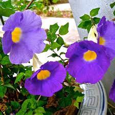 Maybe you would like to learn more about one of these? 15 Pokok Memanjat Ini Mampu Buatkan Kediaman Anda Tampil Lebih Cantik Dan Indah Impiana
