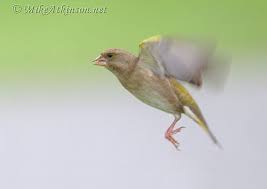 Bird Photography Tutorial 9 Photographing Birds In Flight Bif Bird Photography Birds In Flight Birds