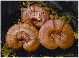 Image result for Ganoderma lucidum