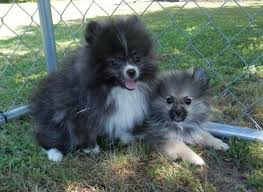 Find the perfect pomeranian puppy for sale in charlotte north carolina, nc at puppyfind.com. Pomeranian Puppies For Sale In Elizabeth City North Carolina Classified Americanlisted Com