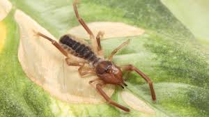Few desert animals are as perplexing only two families (eremobatidae and ammotrechidae) occur in north america. Meet The Camel Spider Texas Creepy Critters