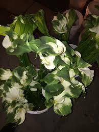 Send flowers for any occasion. Sunrise Wholesale Flowers Facebook