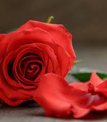 We did not find results for: Nancy Fischer Obituary Bronx Ny Balsamo Funeral Home