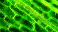 At this point the plant cell is turgid (figure below). Plant Cells Gifs Get The Best Gif On Gifer