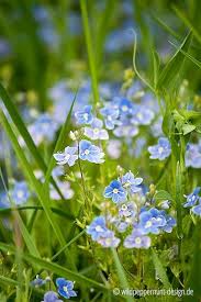 Ehrenpreis Persischer Ehrenpreis Wildblume Wildkraut Blau Hellblau Kleine Hellblaue Bluten Wildeschoenhei Wild Flower Meadow Trees To Plant Wild Flowers
