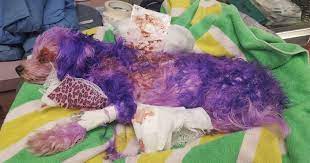 Never attempt to dye your dog's hair with human hair dye. Dog Brought Into Shelter Suffering From Severe Burns Due To Hair Dye