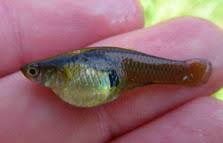 We take great pride in the success of our management programs and. Gambusia Facts New Zealand Animal Pests And Threats