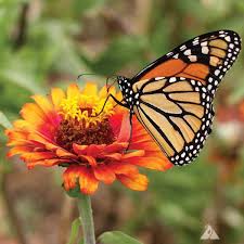 We did not find results for: Monarch Butterfly Wildflower Seed Mix Ne Seed