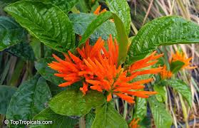 Image result for Justicia striata