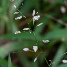 Image result for Eragrostis unioloides