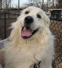 We received major as a surrender/rescue through a friend. Dog For Adoption Shooter Prefers Men Only Protective A Great Pyrenees In Indianapolis In Petfinder