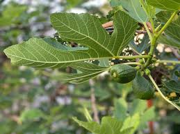 いちじくの花言葉 花や実の特徴 種類は Greensnap グリーンスナップ