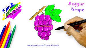 95 gambar motor drag dari pencil terlengkap ranting modifikasi via jangan lupa simak juga gambar terupdate dari kita 82 gambar sketsa anggur terlengkap. Anggur Cara Menggambar Dan Mewarnai Gambar Buah Buahan Untuk Anak Youtube