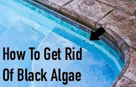 If you have a cement or natural element pool, a stiff or wire brush may be used to remove the protective layers of the algae. How To Get Rid Of Black Algae In Your Pool Totally The Bomb Black Algae In Pool Pool Swimming Pool Maintenance