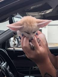 Fennec ‎Foxes For Sale | Pet Fox Breeder | Dragonstone Ranch