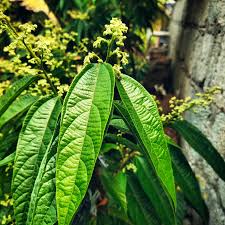 Image result for Grewia afra