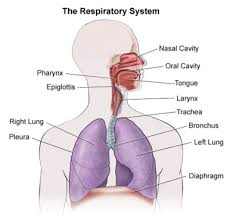 Image Result For The Articulators Home Remedies For Bronchitis Respiratory System Human Respiratory System