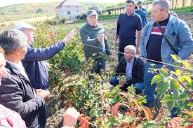 Zmeurul (rubus idaeus) face parte din familia rosaceae, acesta este un arbust peren, cu lastari taratori si cu tulpini drepte arcuite spre varf. Video LucrÄƒri De IntreÈ›inere A PlantaÈ›iilor De CÄƒpÈ™un Zmeur Mur È™i Multiplicarea Materialului SÄƒditor Prezentate De Acsa