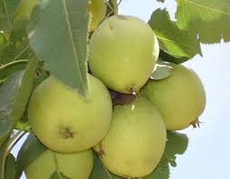 Before buying one of our delightful fruit trees, consider the space it will grow into and the care it needs. Fruit Trees Muslim Hands Uk