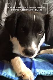 How An Army Of Volunteers Helped A Dumped Puppy Start A New Life Puppies Sleeping Puppies Foster Dog