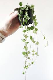 Image result for Ceropegia buchananii
