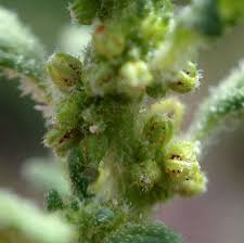 Image result for Dysphania pumilio