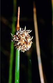 Image result for Ficinia