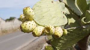 By andra picincu, cn, cpt updated april 12, 2019. How To Eat Prickly Pear Cactus Fruit Tuna Opuntia