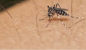 Ze kunnen verschillende virusziekten verspreiden bij mens en dier, zoals dengue (knokkelkoorts), zika. Tijgermug Gezien
