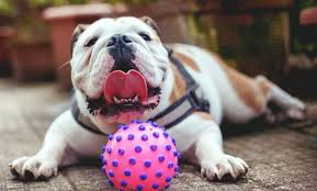 And to act as a guide for judges. English Bulldog Rescue Lovetoknow