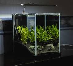How to create the optimal environment. Buying And Caring For A Betta Fish In Singapore Quick Facts