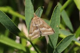 Image result for Pyrausta aerealis