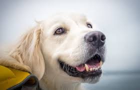 The sire is a beautiful, curious, and spirited golden retriever. 10 Facts You Didn T Know About The English Cream Golden Retriever All Things Dogs All Things Dogs