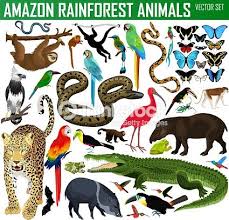 Stock Vector Big Set Of Vector Amazon Rainforest Jungle Animals Amazon Animals Rainforest Animals Amazon Rainforest Animals