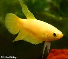 The females are often underappreciated. Premium Female Yellow Betta Fish