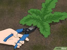 Rumput membuat taman tampak tumbuh melampaui batas dan tidak rapi, dan orang menghabiskan banyak waktu untuk menghilangkannya. Cara Membasmi Rumput Duri 11 Langkah Dengan Gambar Wikihow