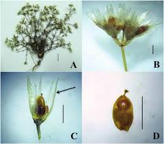 Image result for Polycarpaea corymbosa