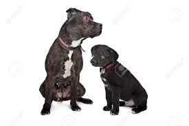 Check spelling or type a new query. Two Dogs Left Mix Pitbull Right Mixed Great Dane Rottweiler Stock Photo Picture And Royalty Free Image Image 13132668