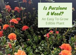 A biennial (it flowers & produces seeds the 2nd year, then dies). Is Purslane A Weed A Nutritious Misunderstoond Plant