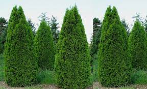 Limon fidanınız saksısını değiştirmeniz 12 ay boyunca yapılabilmektedir.sadece. Cam Agaci Ne Zaman Dikilir 2019 Enfidan Com