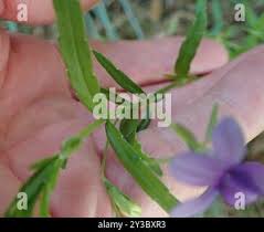 Image result for Monopsis stellarioides