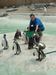 These guys made their way from kölner zoo in germany to newquay on tuesday. Newquay Zoo Feeding The Penguins Mapio Net