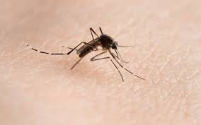 Trend Google: dengue