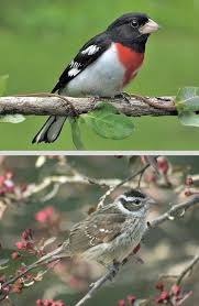 Bird That Sounds Like A Slide Whistle At Night Rose Breasted Grosbeak Pheucticus Ludovicianus Males Flash Pink Red Under The Wings Females F World Birds Endangered Animals List Backyard Birds Feeders