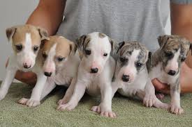 We did not find results for: Italian Greyhound Greyhound Dog Price Range Greyhounds For Sale Cost