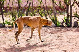 If you're concerned that an animal may be in distress, call us. What Is Animal Cruelty And How Can We Stop It For Good